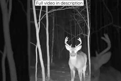 Trail camera videos channel