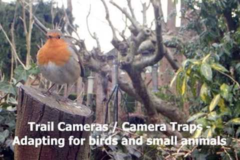 Trail Camera/ Camera Trap - Adaptations to film small birds and mammals