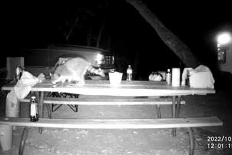 Raccoon caught on trail camera