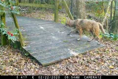 Backyard Trail Camera, Bridge Cam 2, 18 months. South Louisiana.