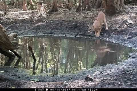 Waterhole Trail Camera Pickup