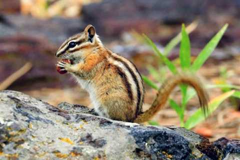 So, Can You Eat Chipmunks for Survival?