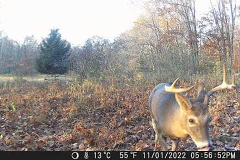 Michigan Trail Cameras: October 15, 2022 - November 7, 2022 (Camera 4)