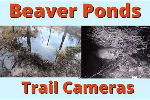 Beaver ponds and Spillway trail cameras