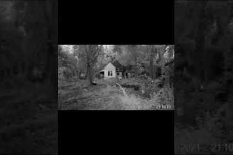 TRAIL CAMERA ON 140 YEAR OLD FARM | JERRY THE TURKEY | RAIN | AMBIENT SOUNDS