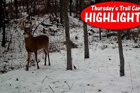 Coyotes and their Kill, Out of Breath Rut Chase: Thursday''''s Trail Cam Highlights 12.15.22