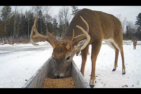 Deer Pantry Trough View