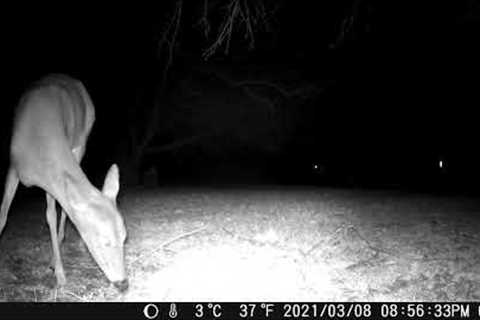 March 18th 2022 Trail Camera Compilation