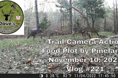 Trail Camera Action Food Plot at Pinelands - November 10, 2022 - Vlog #221