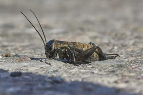 So, Can You Eat Crickets for Survival?