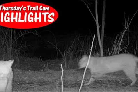 Pair of Prowling Bobcats, Herd of Deer, and a Good Mouser: Thursday''s Trail Cam Highlights: 1.19.23