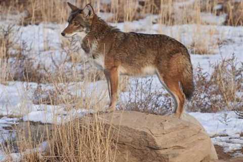 So, Can You Eat Coyote for Survival?