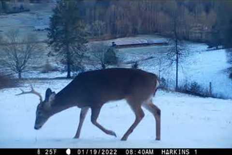 Trail camera videos from Suches, Georgia 2022