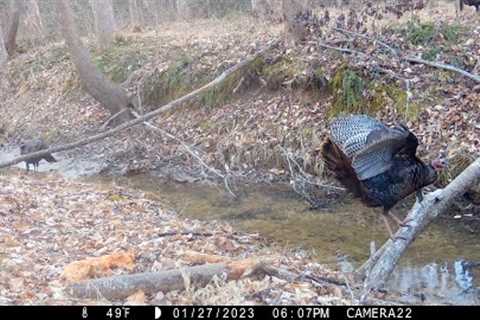 Turkeys, bobcat, buck, raccoons, skunk, fox, owl and deer watching each other, & more.