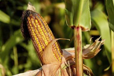 So, Can You Eat Raw Corn for Survival?