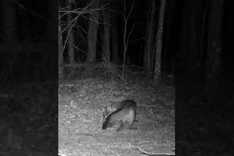 Red Fox on Trail game camera