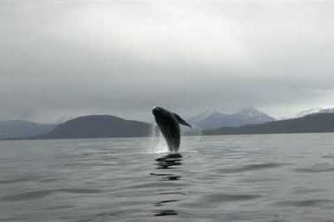 Humpback Breaching Spree! Alaskan Wildlife - Juneau, Alaska