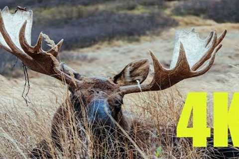 DEFEATED BULL MOOSE | SUPER UP CLOSE IN 4K