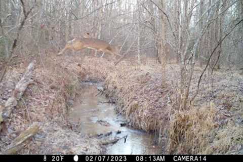 Skunks, owls, coyotes, foxes, large buck, buck jumps creek & more.