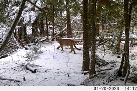 Trail Camera Video, Feb 11, 2023