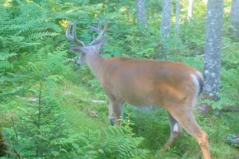 ADK Big Woods Trail Camera - Episode 001