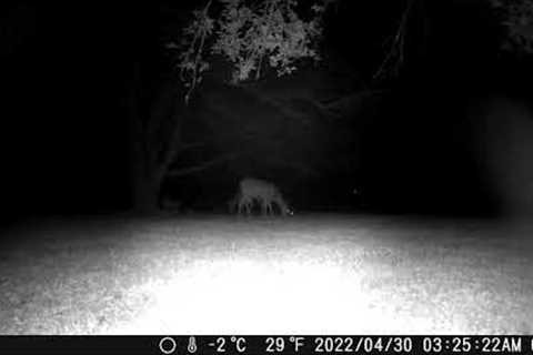 May 20th 2022 Trail Camera Compilation