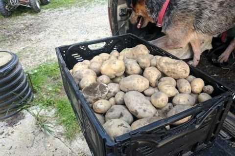 So, Can You Eat Raw Potatoes for Survival?