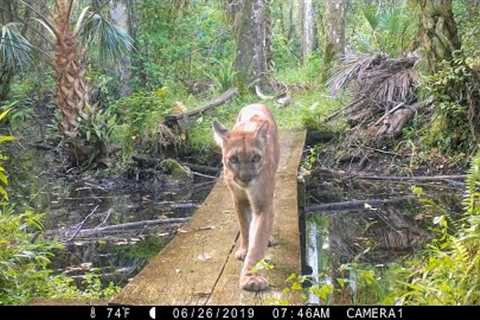 TRAIL CAMERA VIDEO COMPILATION OF FLORIDA PANTHERS (BIG CATS)