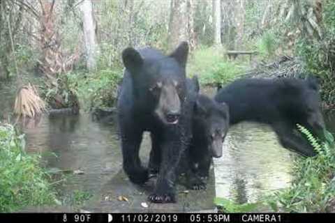 Checking My Trail Cameras In A Thunderstorm (compilation)