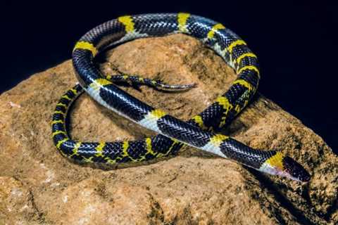 Black and Yellow Snakes: Are they Poisonous Or Dangerous?