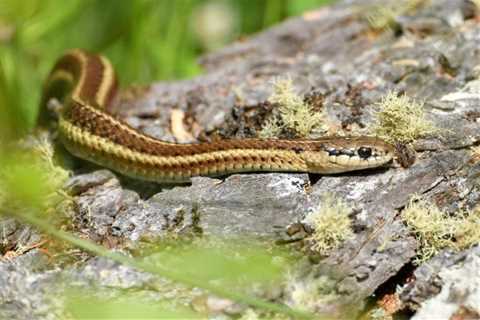 Garden Snakes: Are they Poisonous Or Dangerous?