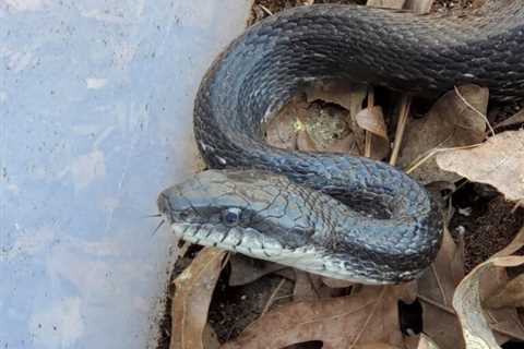 Black Rat Snakes: Are they Poisonous Or Dangerous?