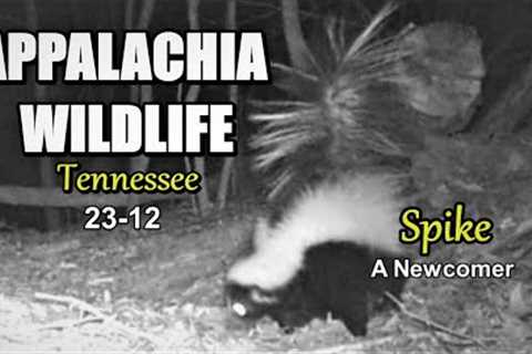 Appalachia Wildlife Video 23-12 from Trail Cameras in the Tennessee Foothills of the Smoky Mountains