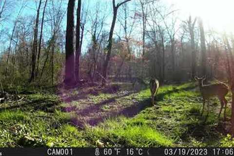 Deer Coyote rabbit captured on Trail Camera