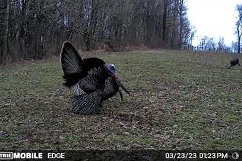 Moultrie Edge cellular trail camera video footage.   #trailcamology #trailcam @MoultrieMobile