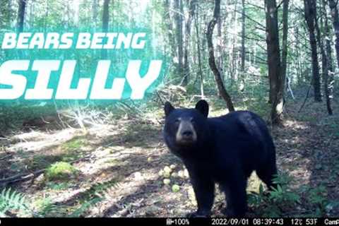 Bears Being Silly On Trail Camera