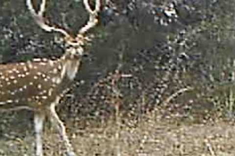 Axis Deer trail camera videos