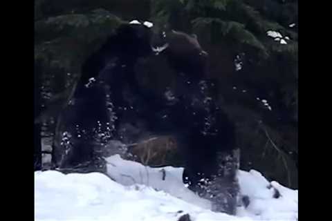 Watch Two Massive Brown Bears Face Off