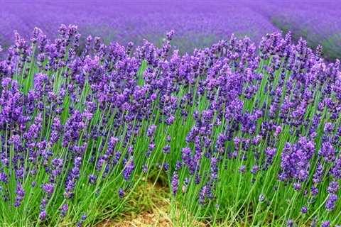 Unlock the Secret to Lavender Seed Sprouting: Avoid These Common Mistakes and Discover Why Your..