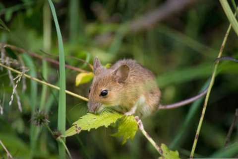 So, Can You Eat Mice for Survival?