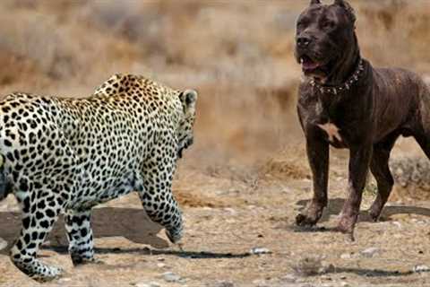 100 Craziest Animal Fights of All Time 2023