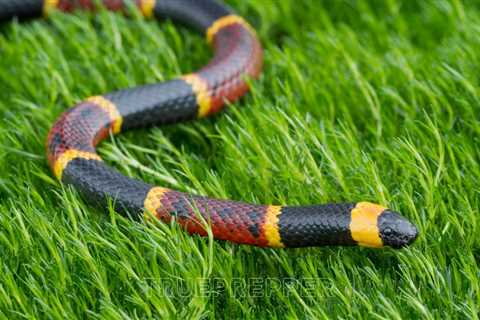 How to Identify Venomous Snakes in America