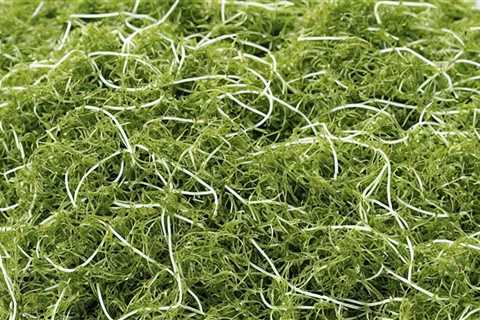 Mastering Your Alfalfa Sprouts: Optimal Soaking Time for Maximum Nutrition