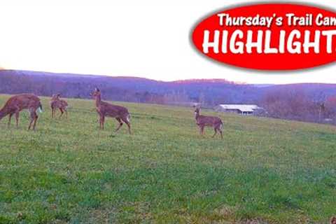 Fox Looks for It, Deer is Scared of It, Possum Ignores It: Thursday''s Trail Cam Highlights: 4.13.23