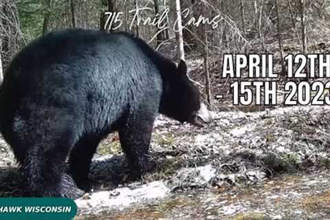 April 12th-15th 2023 Tomahawk Wisconsin Trail Camera Highlights