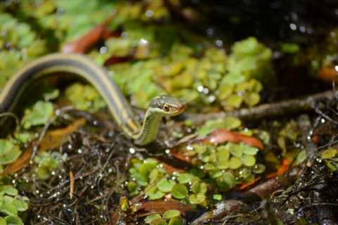 So, Are Ribbon Snakes Poisonous?