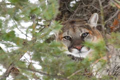 Utah Bill Could Open Unlimited, Year-Round Mountain Lion Hunting—To the Dismay of Some Hunters