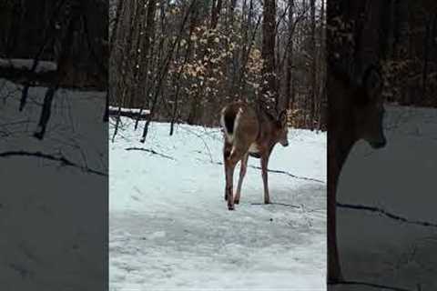 Trail Camera: Deer Walks By!!