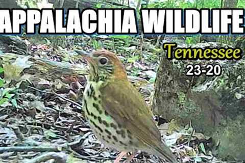 Appalachia Wildlife Video 23-20 from Trail Cameras in the Foothills of the Great Smoky Mountains