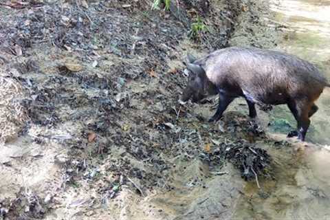 Creek Crossing Trail Camera Videos: Alabama Wildlife